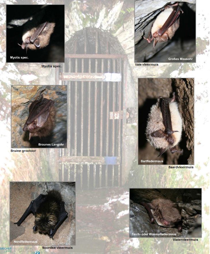 Fledermausbild